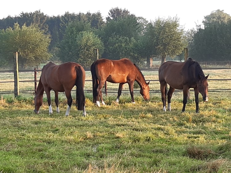 Paarden rustig in de weide